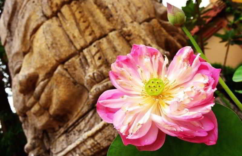 Lotus Lodge Siem Reap Dış mekan fotoğraf
